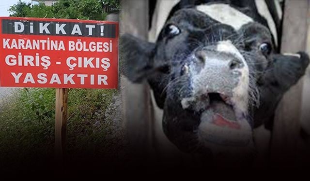 Muğla'da şap alarmı: 11 mahalle karantinaya alındı!