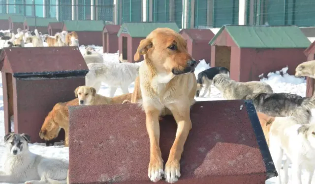 Sahiplendiği köpekleri sokağa bıraktı: 172 bin lira ceza yedi!