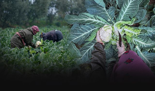 İzmir’de kışlık sebze hasadı başladı: Verim yüzleri güldürdü