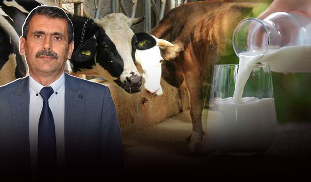 Tire Süt Kooperatifi Başkanı Öztürk ŞAP krizini anlattı: Süt üretimi 17 ton azaldı!