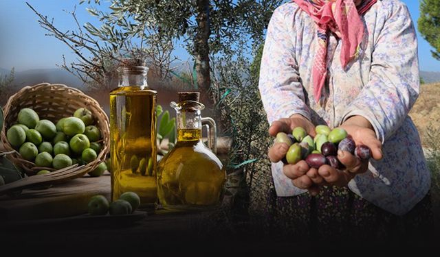 İklim krizi zeytini de vurdu.. Rekolte düştü zeytinyağı azaldı
