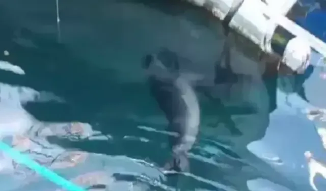 Bodrum'da rıhtımda fok görüntülendi