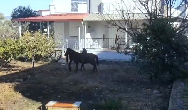 Aç kalan yılkı atları, şehir merkezine indi