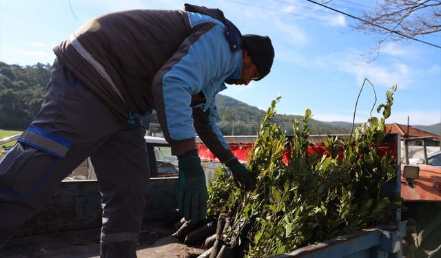 Muğla'da üreticilere 31 bin defne fidanı dağıtıldı