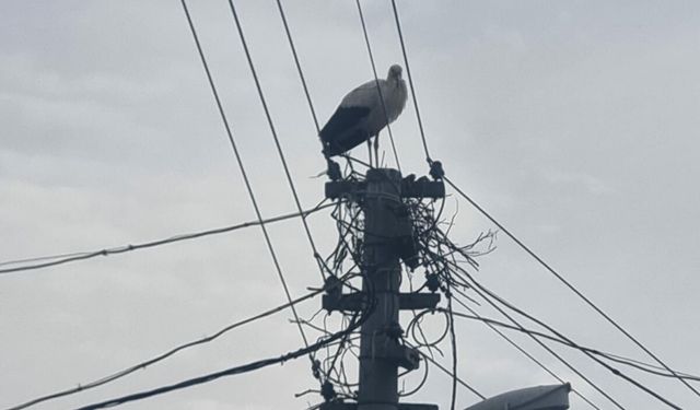 Muğla'da leylekler için güvenli yuva