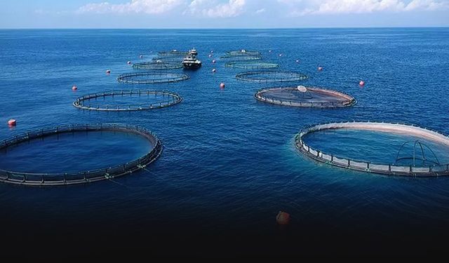 Ege, su ürünleri ve hayvansal mamuller ihracatında öne çıktı... Hedef 4,3 milyar dolar!