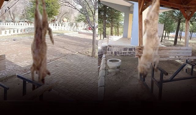 İnsanlık dışı olay: Köpek, işkence yapılarak öldürüldü