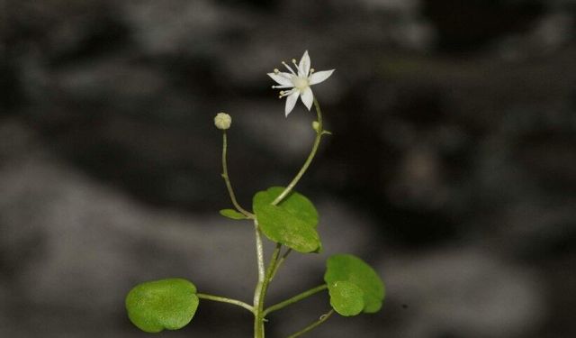 İzmir'de endemik bitki türü keşfedildi; İzmir göbek otu