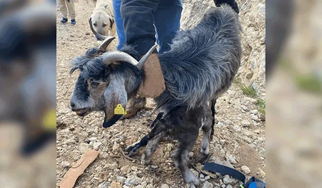Muğla'da kayalıklarda mahsur kalan keçi kurtarıldı
