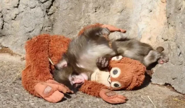 Punch ile peluş oyuncağının hikayesi rekor kırıyor