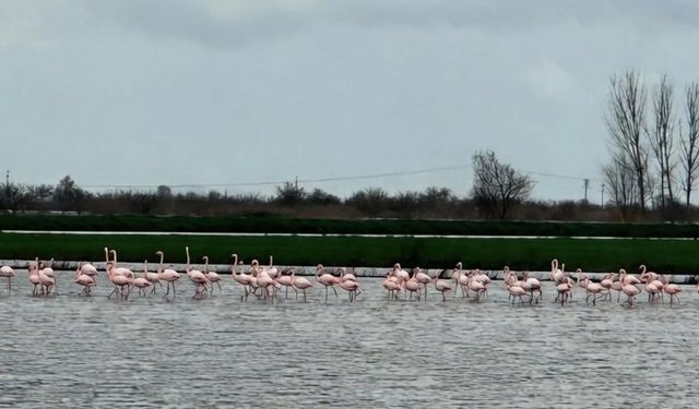 Büyük Menderes Nehri taştı: Flamingolara yuva oldu!