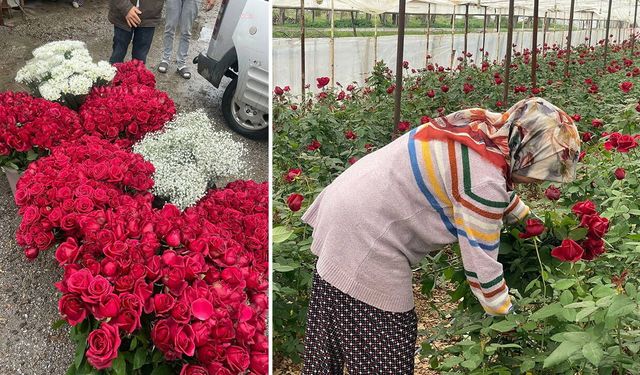 14 Şubat da gül üreticisinin yüzünü güldürmedi