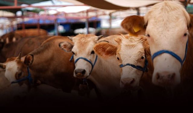 Muğla'da 'şap' alarmı: 11 mahalle karantinaya alındı