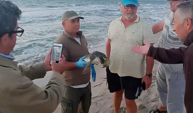 Kuşadası'nda bir ölü deniz kaplumbağası daha sahile vurdu