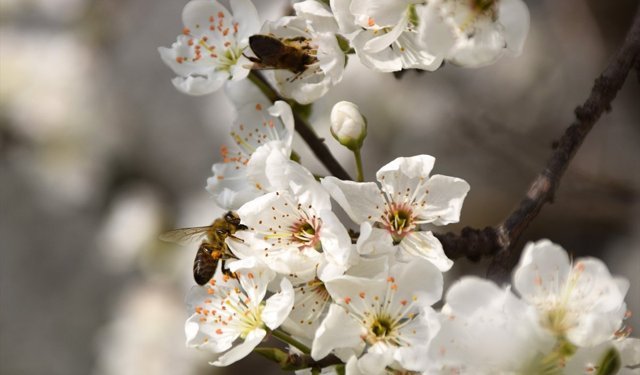Gediz Ovası'ndaki meyve ağaçları çiçek açtı