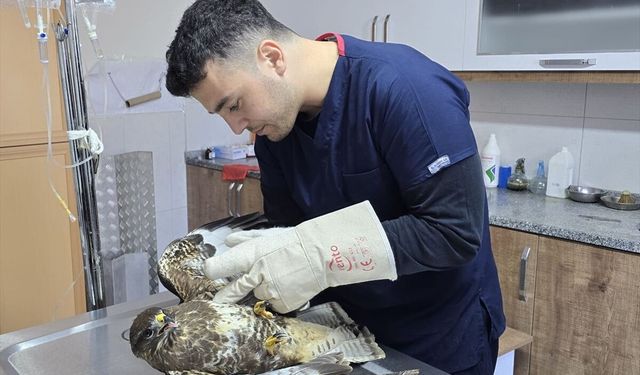 Muğla'da yaralı şahin tedavi altına alındı