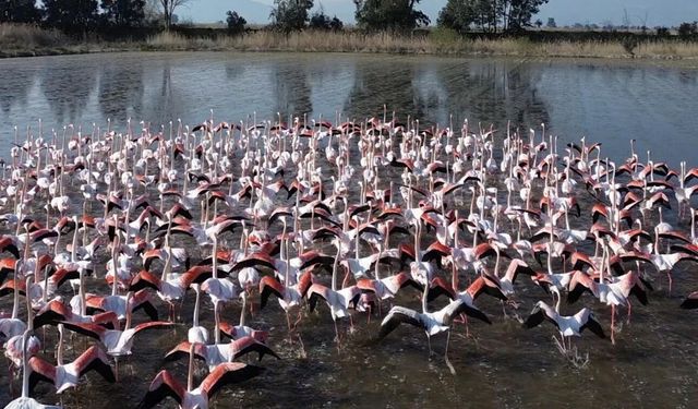 Büyük Menderes'teki taşkın nedeniyle tarlalar su altında kaldı: Flamingolar akın etti