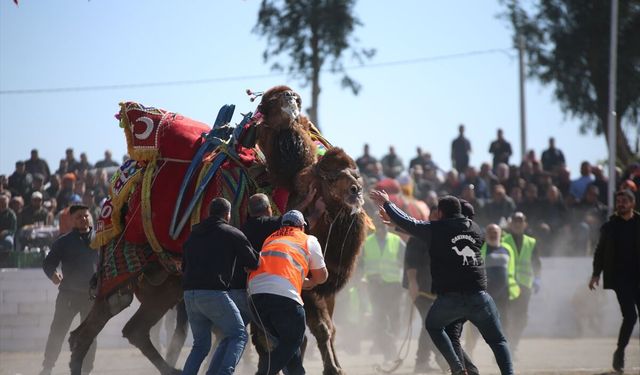 Aydın'da ertelenen deve güreşi festivali yapıldı