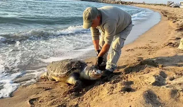 Aynı gün 3 deniz kaplumbağası ölü bulundu