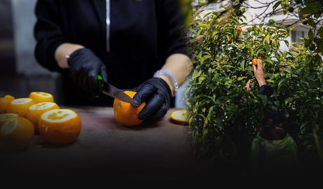 Balçova'da sosyal belediyecilik örneği... Dalında kalan ürünler ihtiyaç sahiplerine!