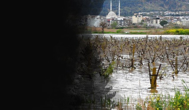 Gediz Nehri ikinci kez taştı: Üzümde büyük tehlike!