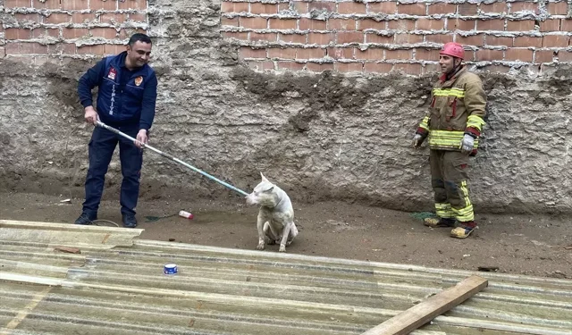 İnşaat temeli için açılan 3 metrelik çukura düştü: Pamuk'u itfaiye kurtardı!