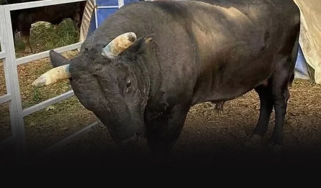 Baktığı boğanın saldırısına uğradı... Kaburgaları kırıldı!