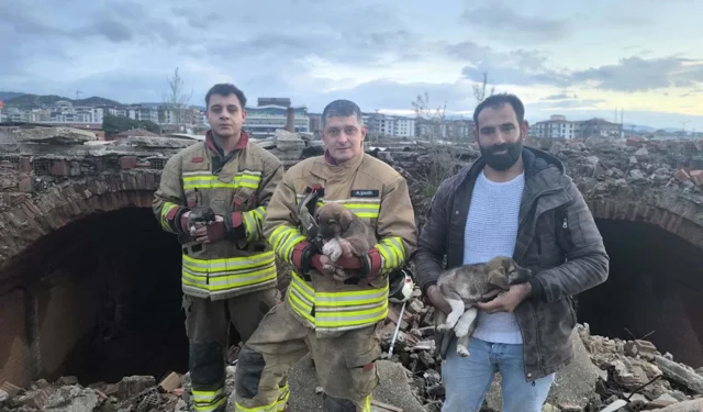 Kuyuya düşen 3 yavru köpeği itfaiye kurtardı