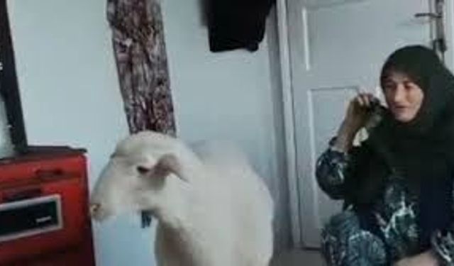 Pakize teyzenin kayıp koyunu Tarçın bulundu!