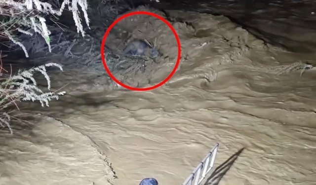 Taşan çayın sularına kapıldı: Ağaç dallarıyla hayata tutundu