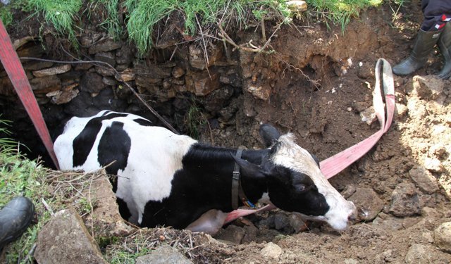 Kuyuya düşen 7 aylık gebe inek kurtarıldı