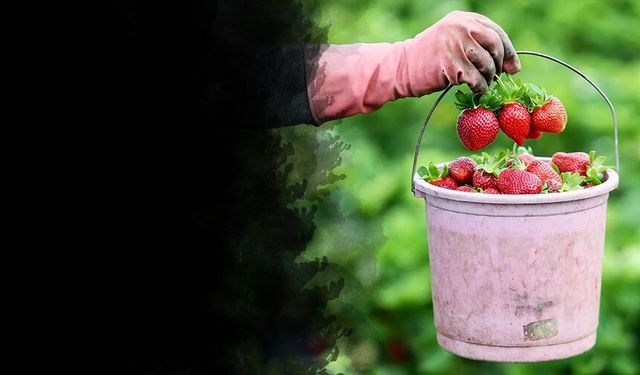 Yağış geciktirdi, verim patladı: Emiralem Çileğinde Bereket