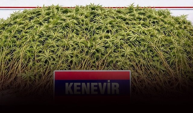 Zeytin bahçesini 'zehir' serasına çevirmiş: 208 kök kenevir ele geçirildi