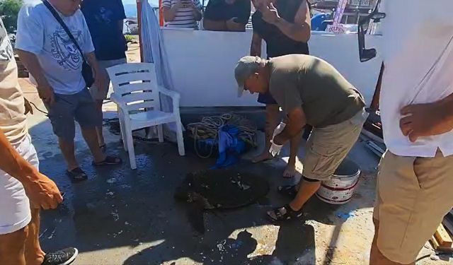 Kuşadası'nda yaralı bulunan caretta caretta tedaviye alındı