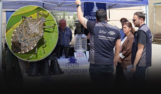 Mahsulü dalında bırakan kahverengi kokarcaya karşı tuzaklı mücadele