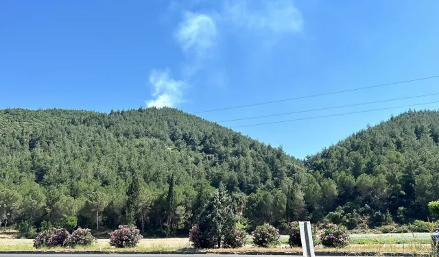 Manisa'da orman yangını