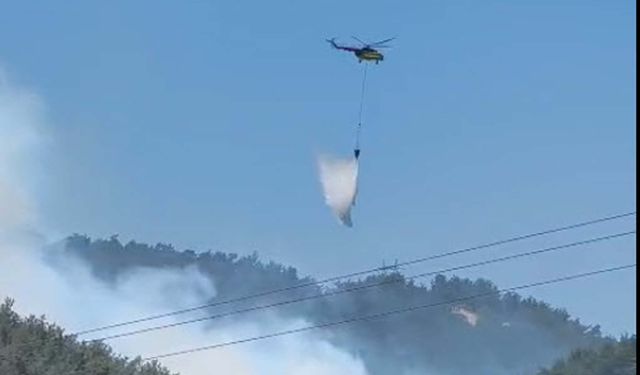 Manisa'da orman yangını