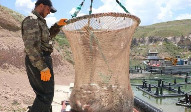 Denizi olmayan şehir 49 ülkeye günde 100 ton balık satıyor
