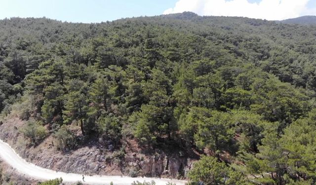 Kütahya'da ormanlık alanlara girişler 31 Ekim'e kadar yasaklandı