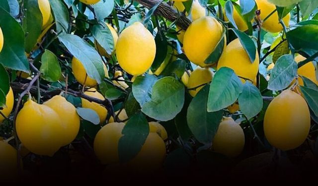 Limon ihracatında hedef 500 milyon dolar!
