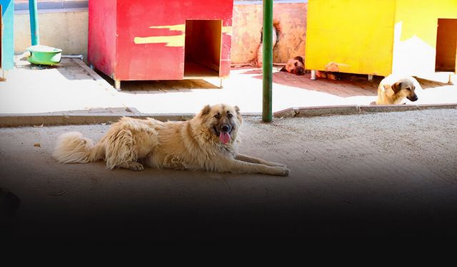 Buca Belediyesi'nden 53 can dosta yeni yuva