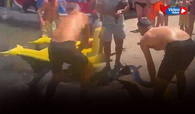 Kılıç balığını kuyruğundan çekip karaya çıkardı cezayı yedi!