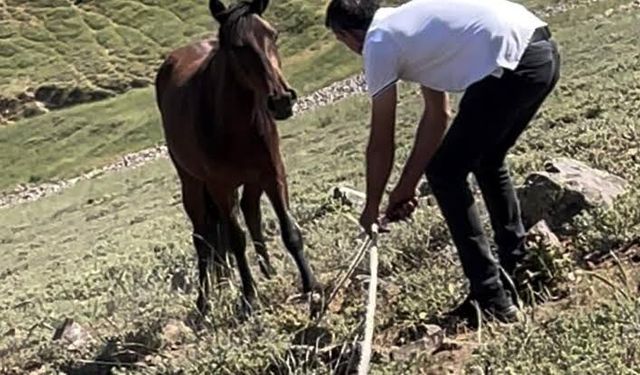 Yılkı atları için kurulan tuzaklar imha edildi