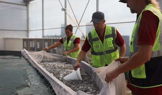 Muğla'da üretilen balık yavruları yurt dışına satılıyor