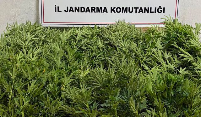 Bahçesini 'zehir' tarlasına çevirmiş: 250 kök Hint keneviri ele geçirildi!