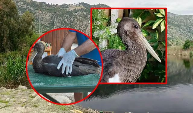 Uçamaz halde bulunan 'karaleylek' korumaya alındı