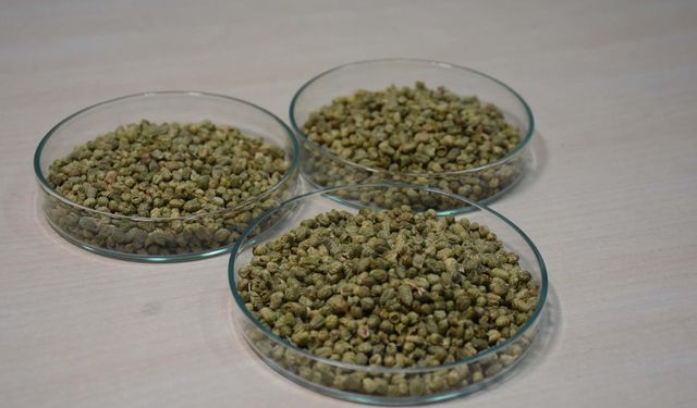 İzmir kekiği için 'reçeteyle satılsın' çağrısı: ''Antibiyotik direnci geliştirebilir''