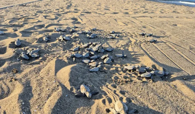 İztuzu Plajı'nda caretta caretta sezonu sona erdi: 30 bin yavru denizle buluştu
