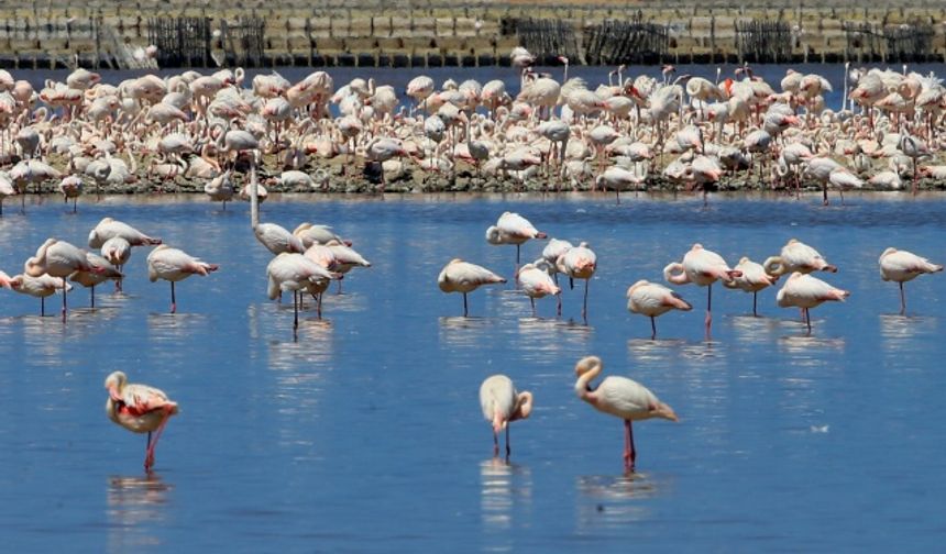 İzmir Kuş Cenneti'nde 20 bin flamingo kuluçkaya yattı