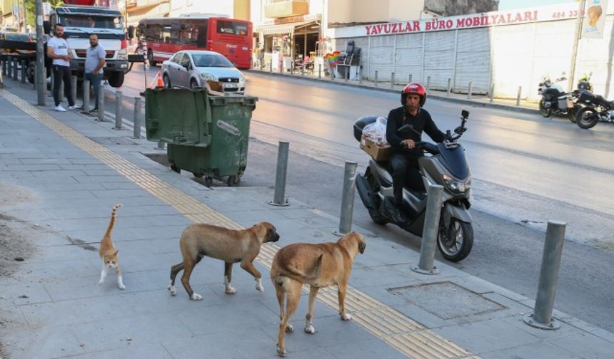 Sokak hayvanlarını doyurmak için motosikletiyle İzmir'i turluyor